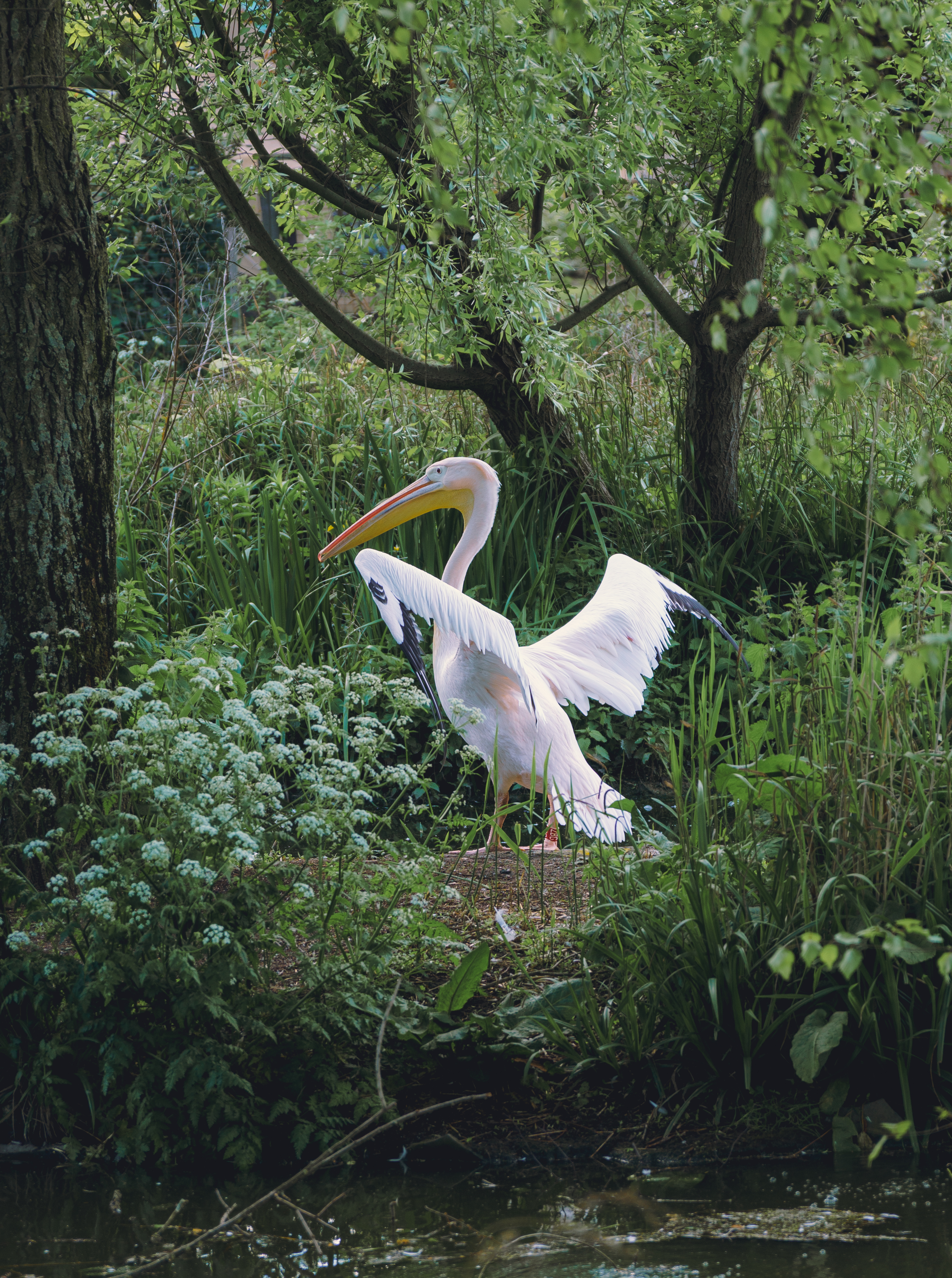 A Pelican Flapping It's Wings